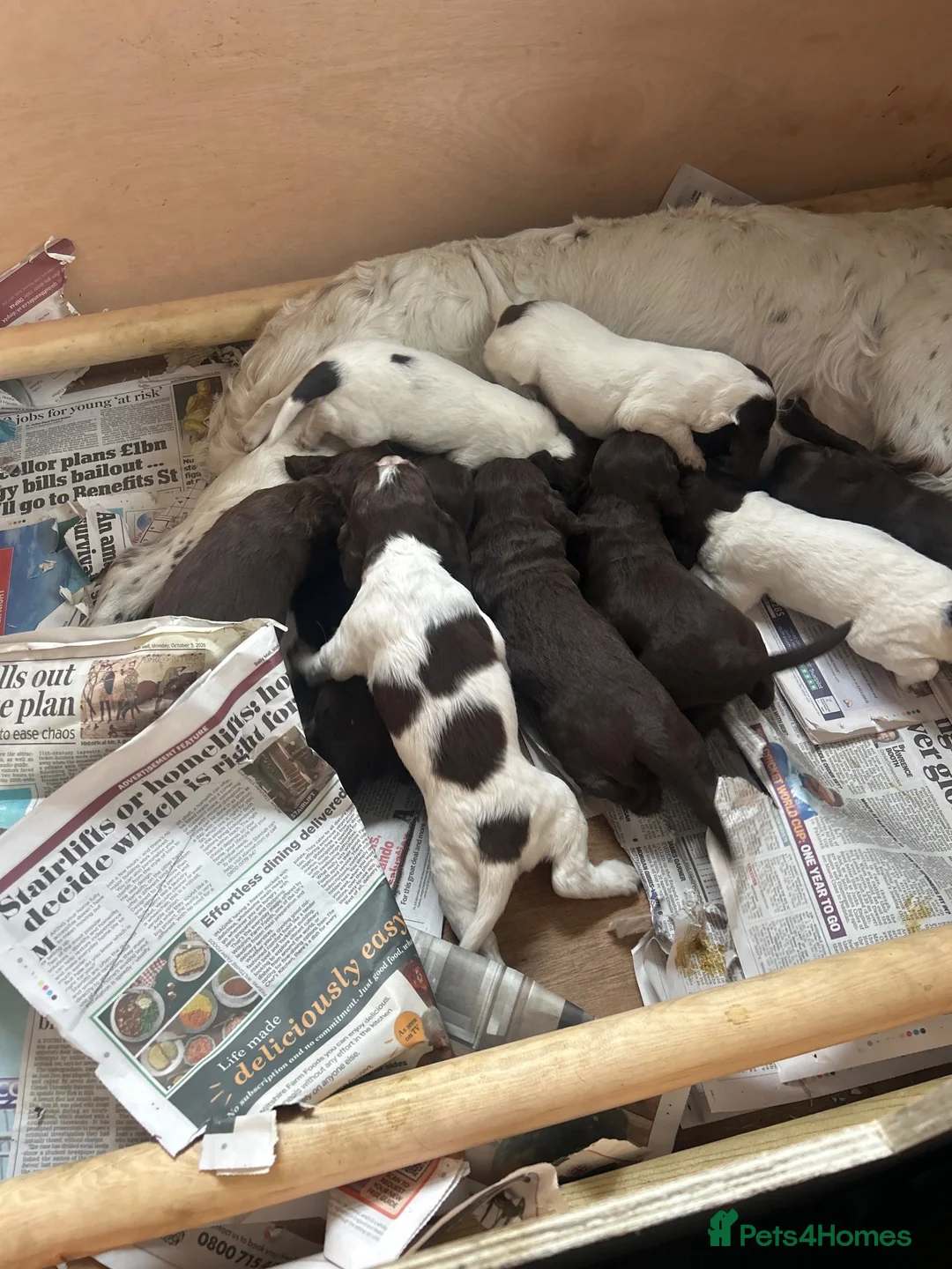Sprocker dogs for sale: Fantastic litter of F1 Sprocker Spaniel Puppies  - Advert 2