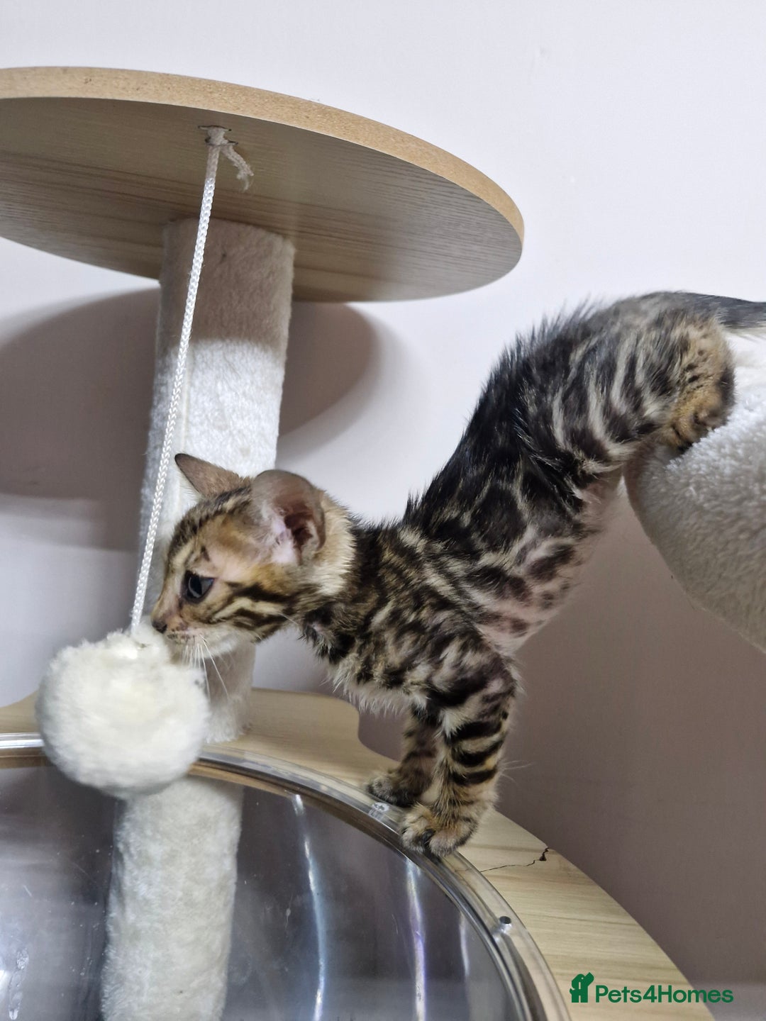 Bengal cats for sale: TICA Genetic & Health Tested Bengal Kittens  - Image 3