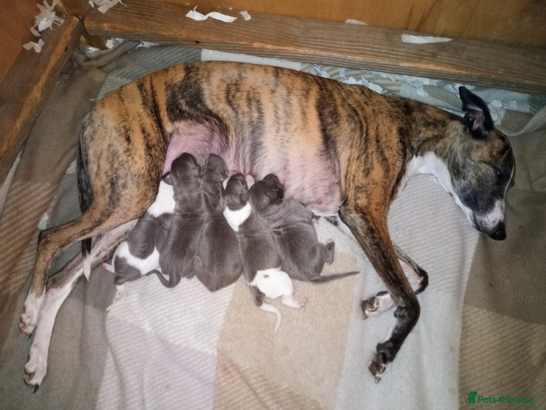 Whippet dogs for sale: REDEVELYN WHIPPET'S NR GLOUCESTER  - Advert 1