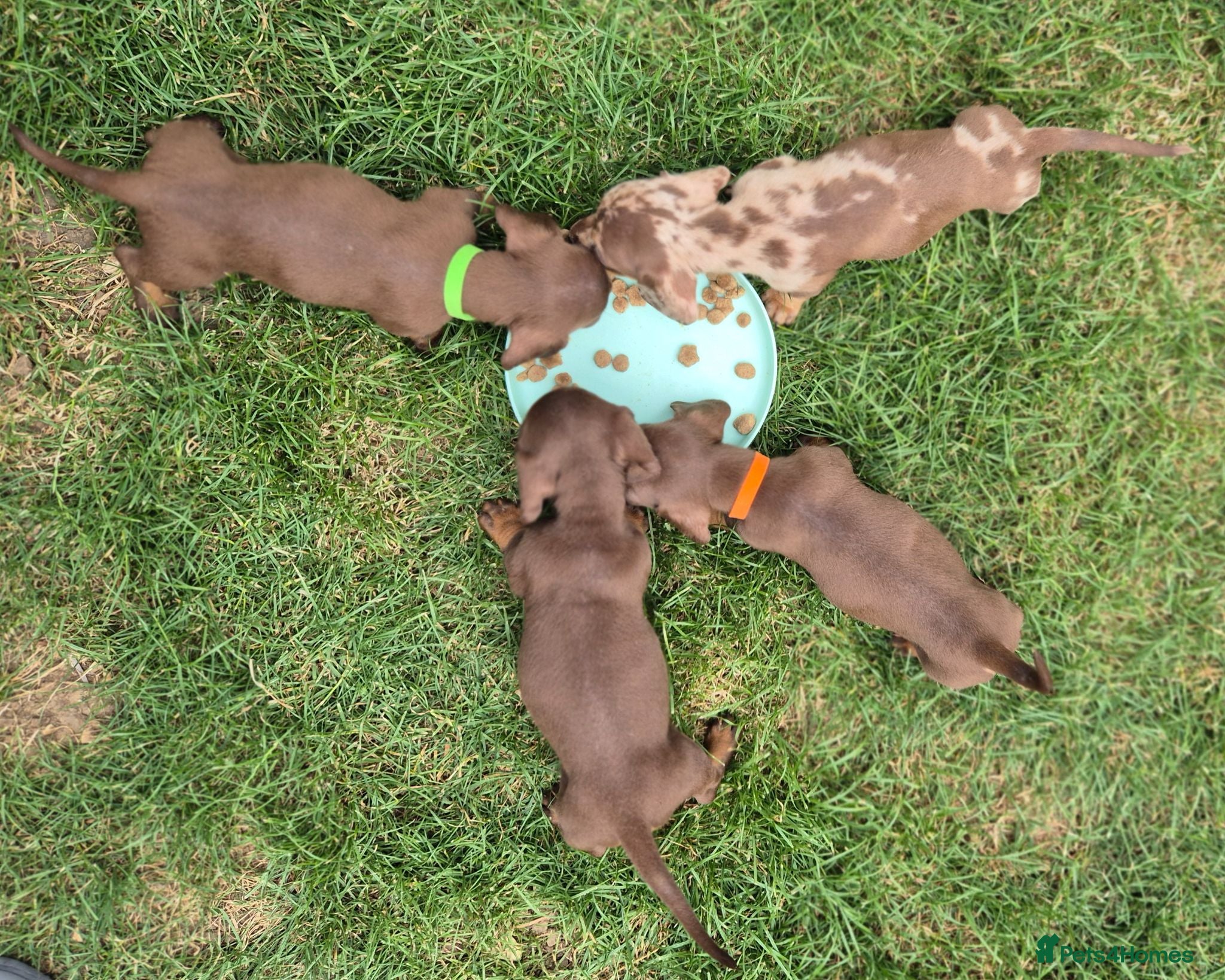 Miniature Dachshund dogs Gorgeous KC Reg, PRA Clear miniature dachshunds - Advert 2