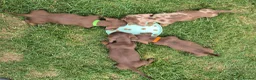 Miniature Dachshund dogs for sale: Gorgeous KC Reg, PRA Clear miniature dachshunds - Advert 1