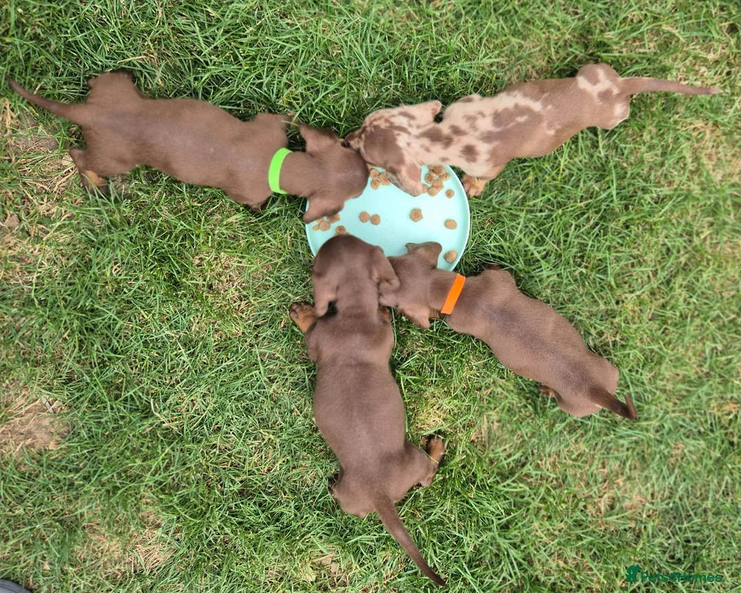 Miniature Dachshund dogs for sale: Gorgeous KC Reg, PRA Clear miniature dachshunds - Advert 1