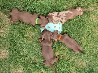 Miniature Dachshund dogs Gorgeous KC Reg, PRA Clear miniature dachshunds - Advert 2