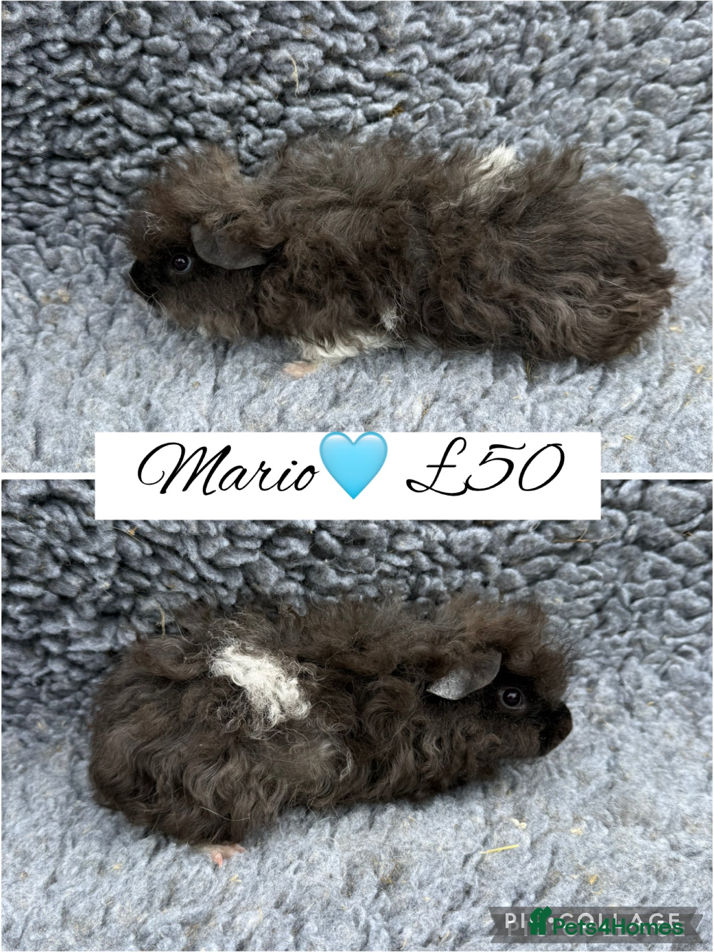Guinea Pig rodents Male/Female guinea pigs  - Advert 2