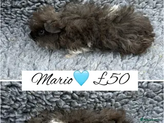 Guinea Pig rodents Male/Female guinea pigs - Advert 17