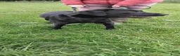 Labrador Retriever dogs for sale: Male age 2 entire - Advert 3