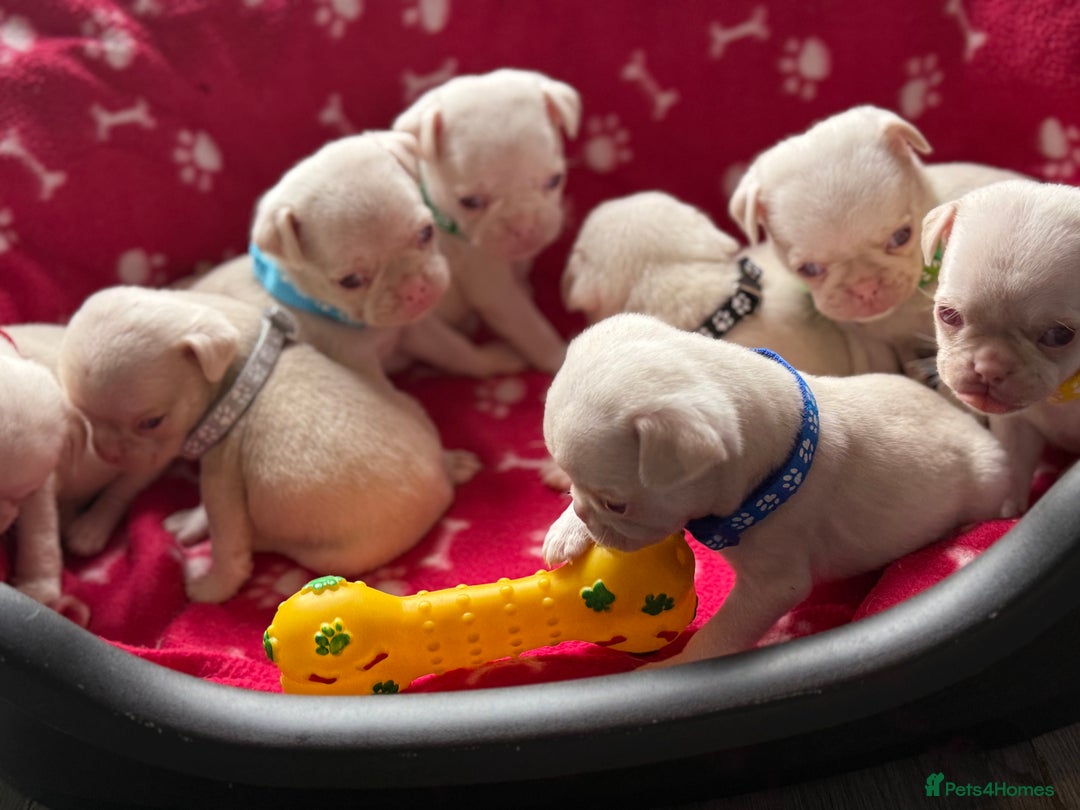 Pug dogs for sale: 7 boys ready to go next week!!!🩵 - Image 19