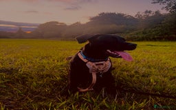 Mixed Breed dogs for sale: Puppy enzo  - Image 1