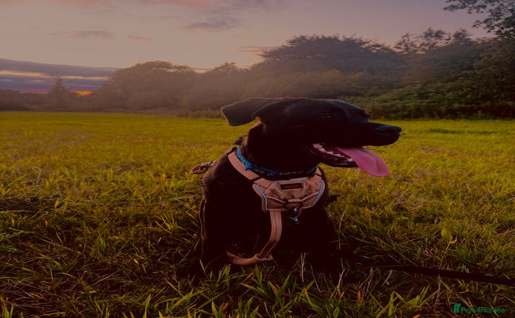 Mixed Breed dogs - Advert 15