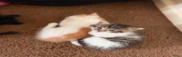 Mixed Breed cats for sale: 5 gorgeous playful little ones  - Advert 7