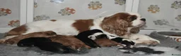 Cavalier King Charles Spaniel dogs for sale: Health Tested- Cavalier King Charles Spaniel - Advert 1