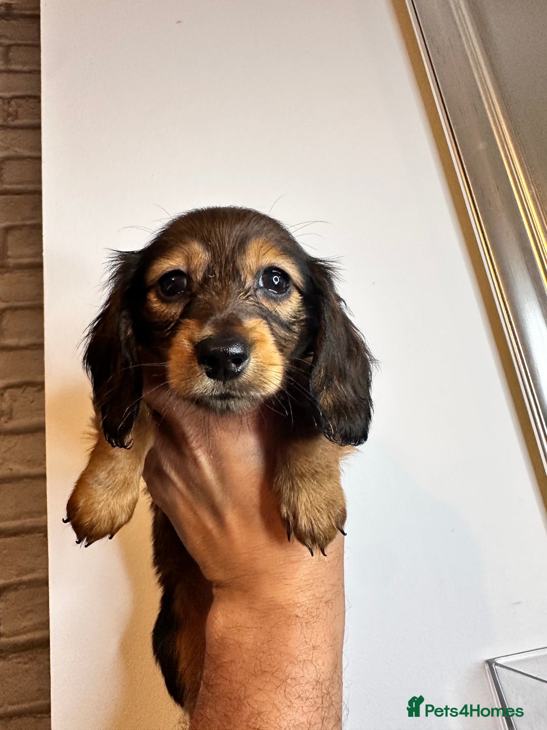 Miniature Dachshund dogs for sale: Miniature Long-Haired Dachshund Puppies - Image 11