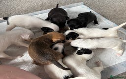 Mixed Breed dogs for sale: Border terrier x Patterdale terrier   - Image 1