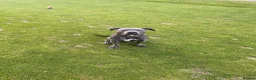 Staffordshire Bull Terrier dogs for stud: Lennox BLUE STAFF  in Weybridge - Advert 4