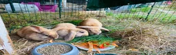 Mini Lop rabbits for sale: Beautiful mini-lop baby rabbits in South Croydon - Advert 8