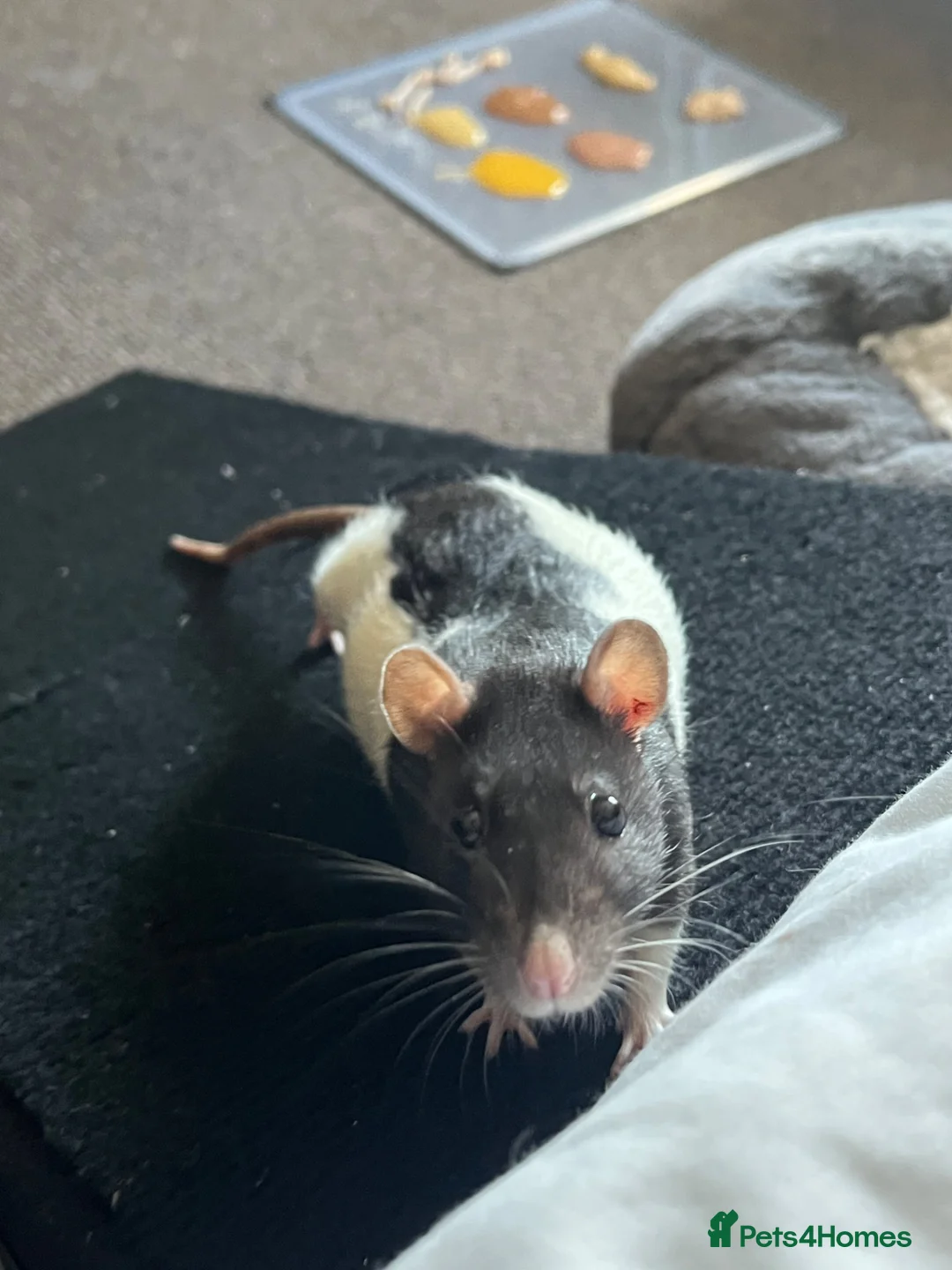 Rat rodents for sale: 4 female rats to rehome  in Scarborough - Advert 5