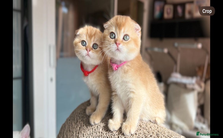 Scottish Fold cats - Advert 13