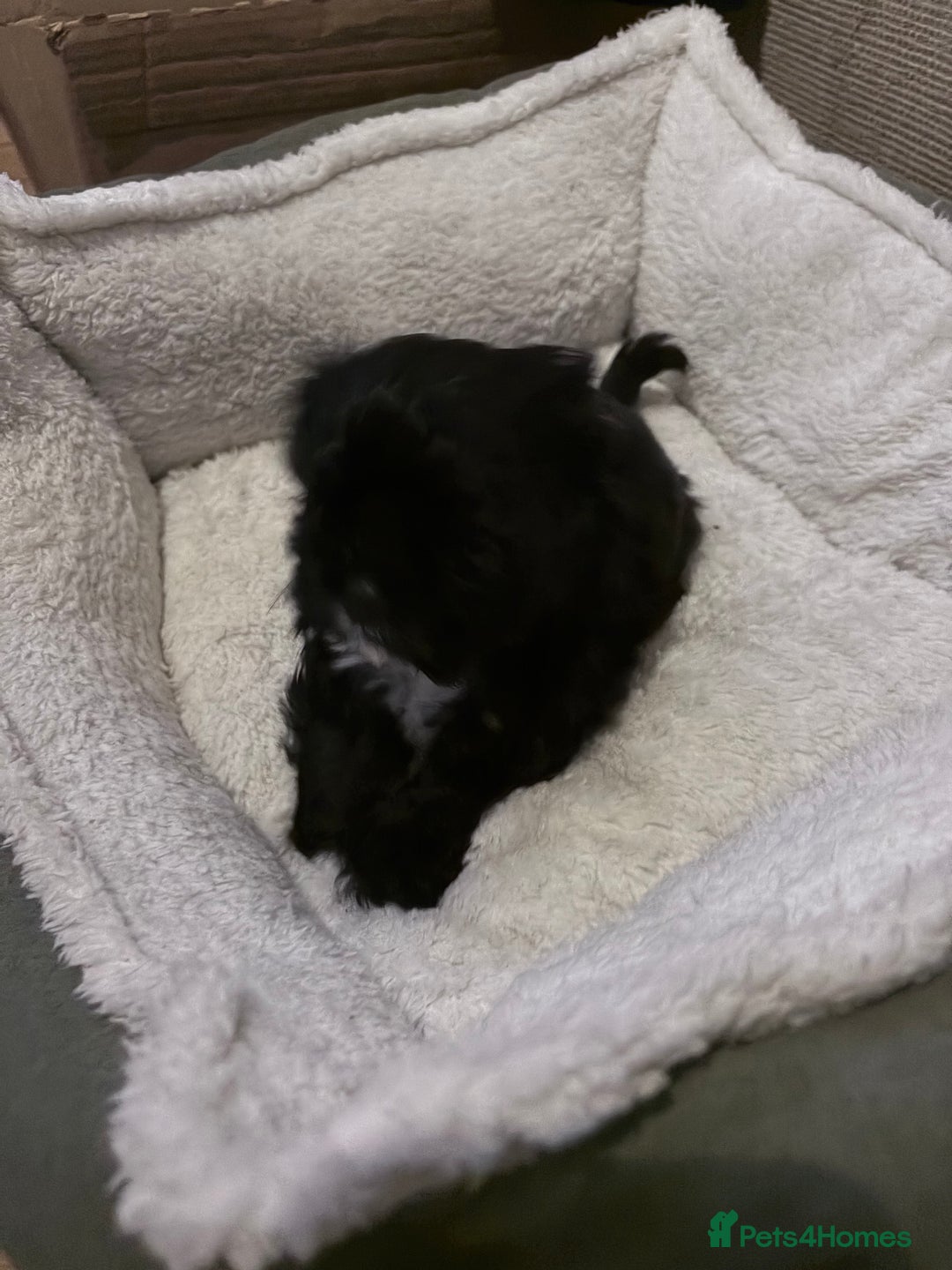 Shih Tzu dogs for sale: shih tzu boy for sale  - Advert 6