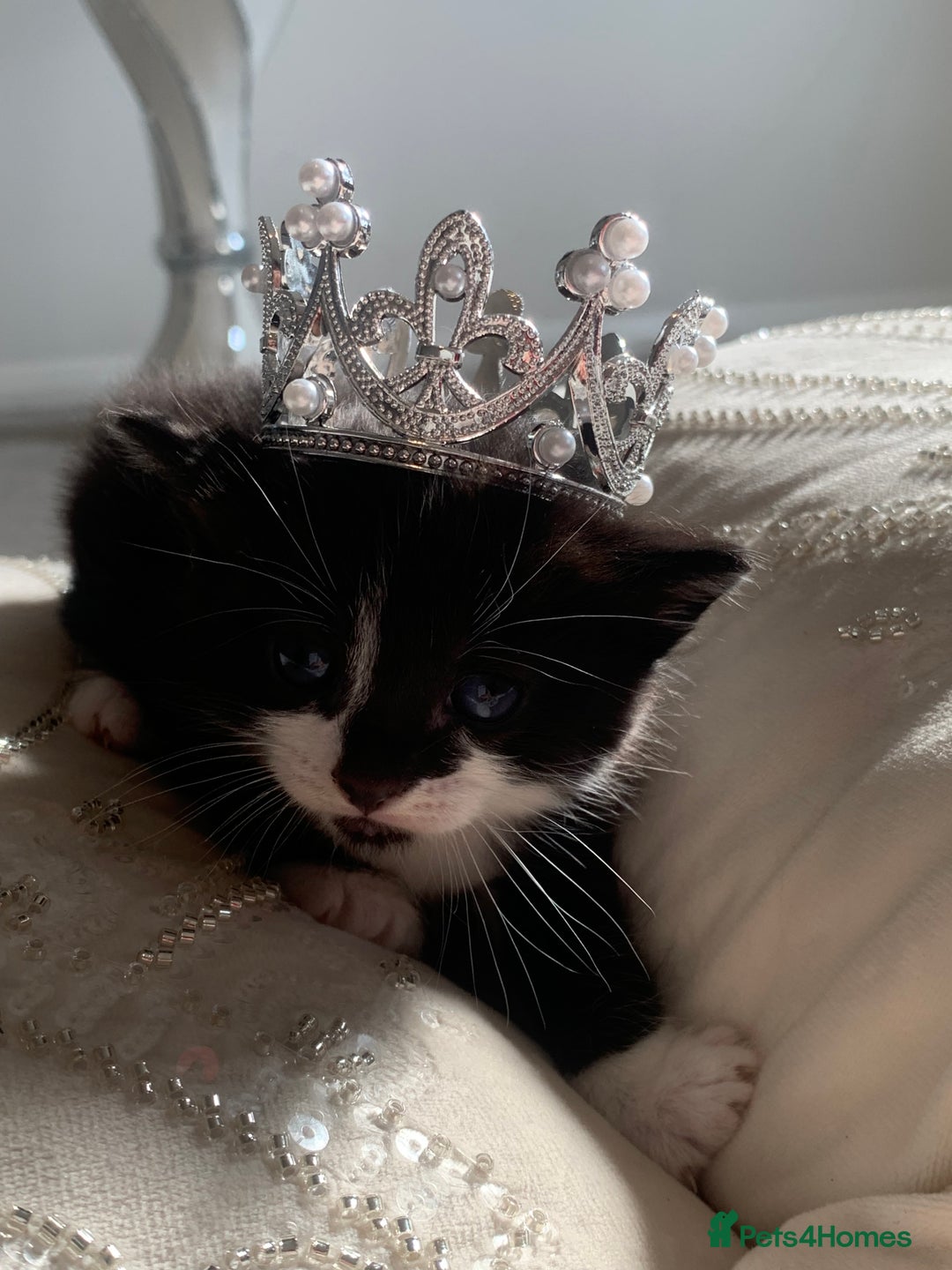 British Shorthair cats for sale: British short hair kittens ready 2 leave 2nd nov 2 - Image 2