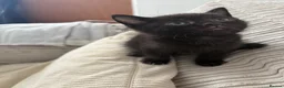 Mixed Breed cats for sale: 🐾 Beautiful and playful Tuxedo & mixed Kittens  - Advert 10