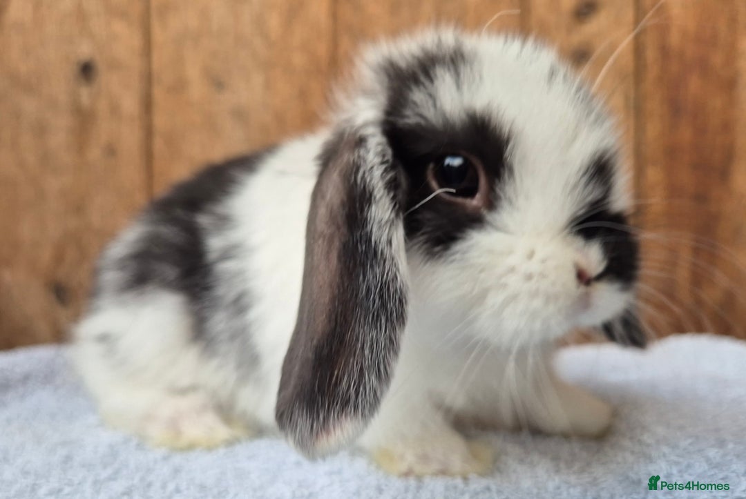Mini Lop rabbits for sale: Mini lop babys ready now  - Image 3