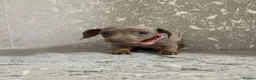 Miniature Dachshund dogs for sale: Isabella dachshunds for sale  - Advert 19