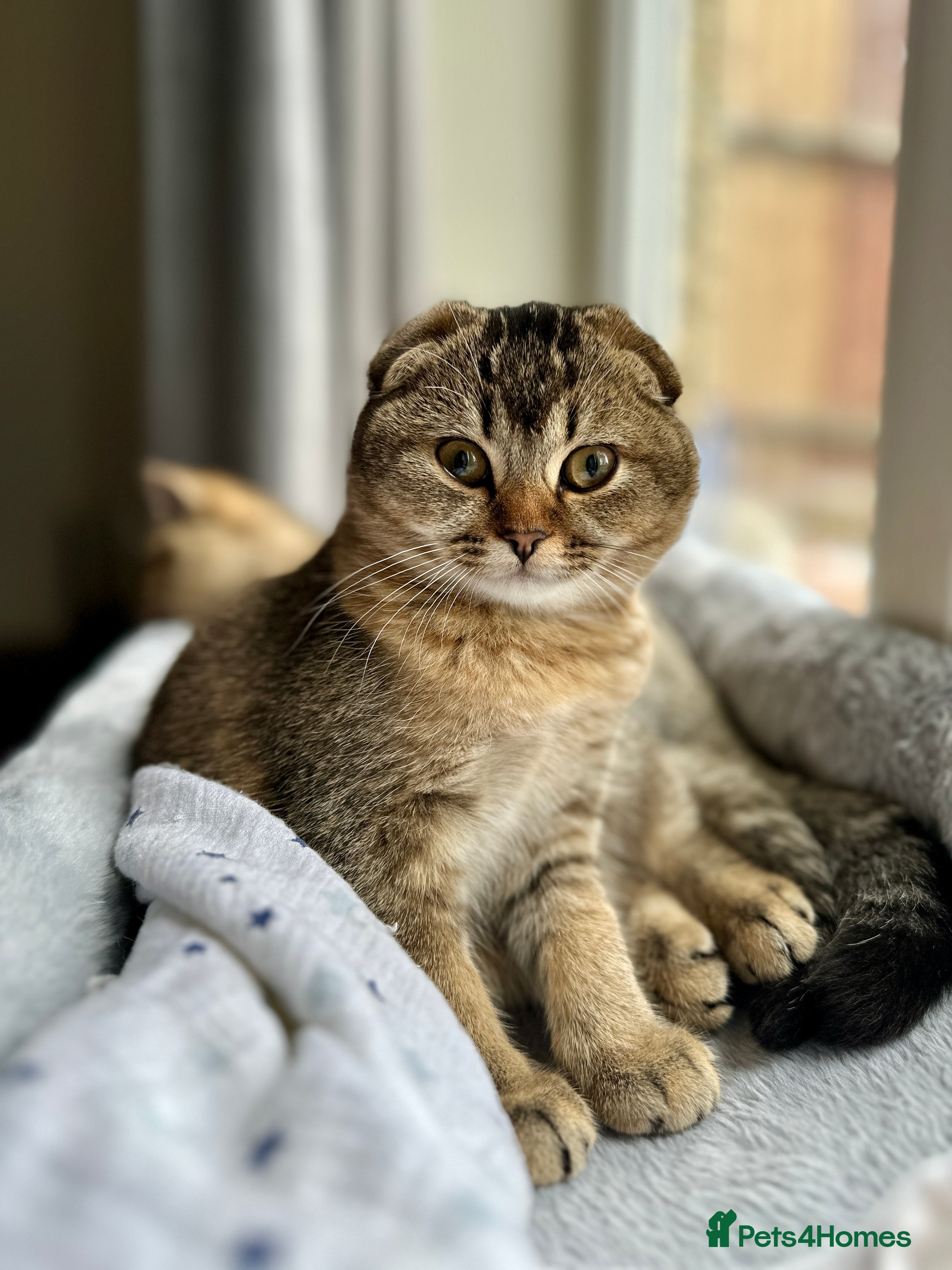 Scottish Fold cats Scottish fold girl - Advert 3