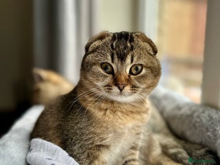 Scottish Fold cats Scottish fold girl - Advert 3