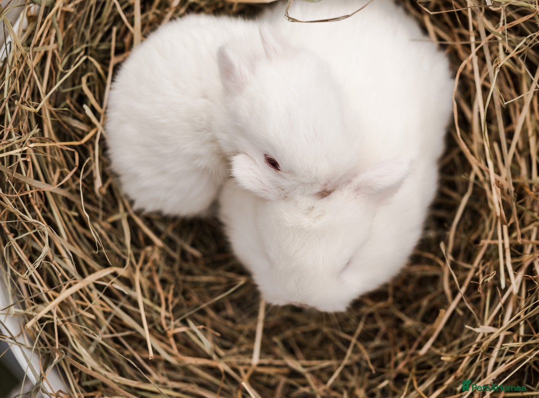 Netherland Dwarf rabbits for sale: Netherland Dwarf REW WHITE & Chinchilla GREY - Image 2