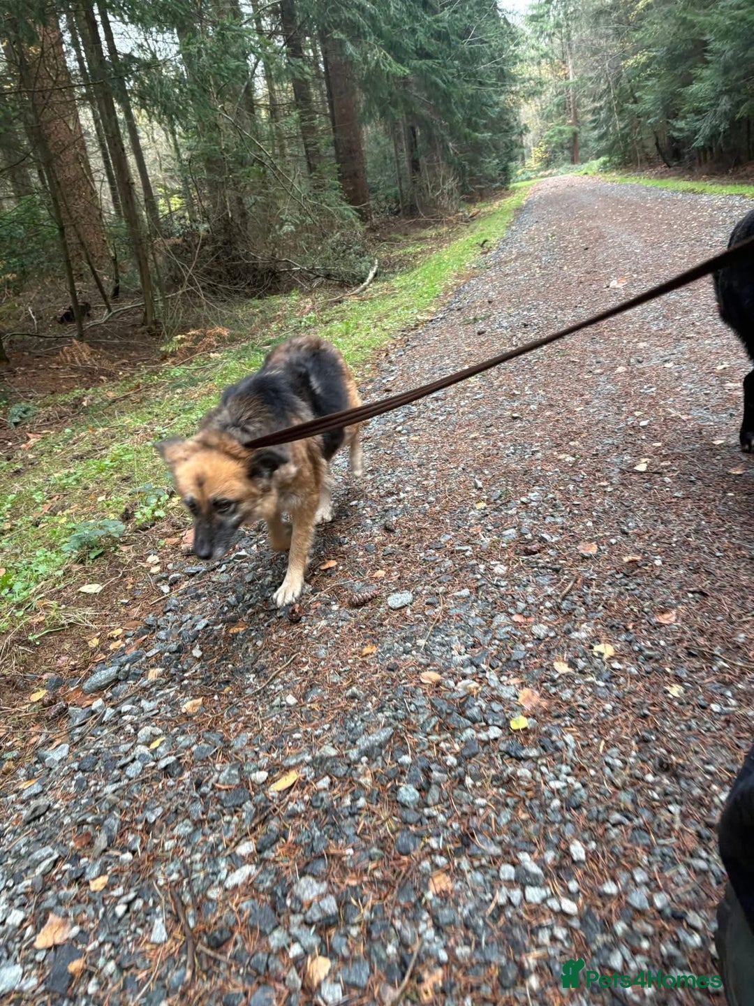 Mixed Breed dogs for adoption: Sian - Norwich Norfolk  - Advert 7