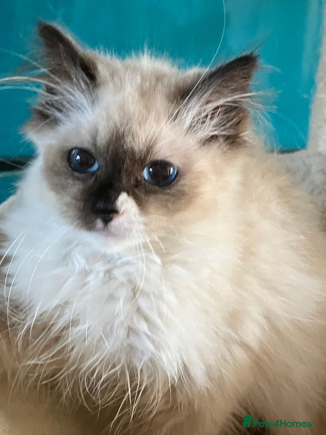 Ragdoll cats for sale: Ragdoll kittens  - Image 4