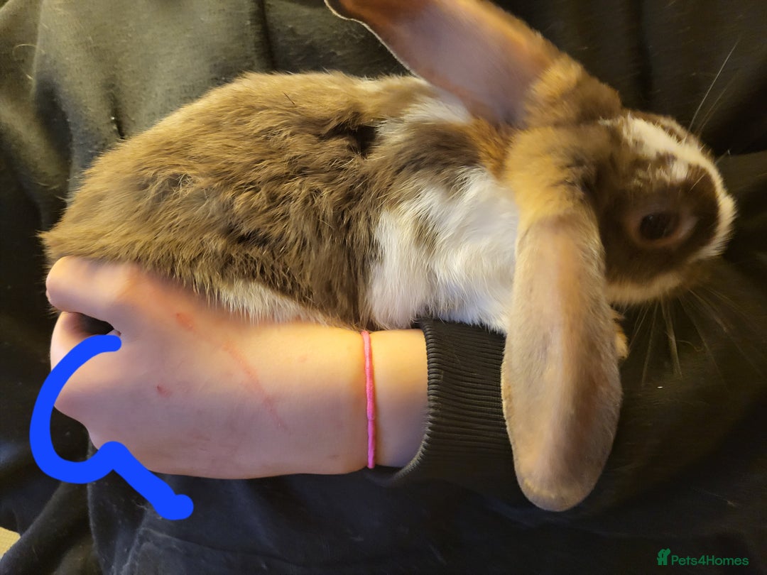 Mini Lop rabbits for sale: Lop rabbits looking for forever home - Advert 5