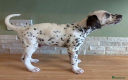 Dalmatian dogs for sale: 2 handsome chunky liver spotted boys  - Image 5