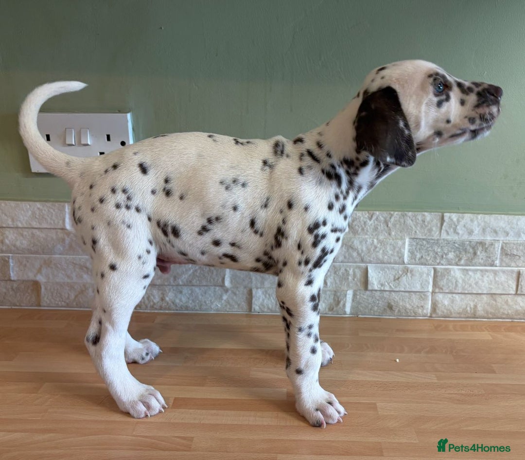 Dalmatian dogs for sale: 2 handsome chunky liver spotted boys  - Image 5