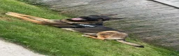 German Shepherd dogs for sale: German Shepherd  in Wrexham - Advert 2