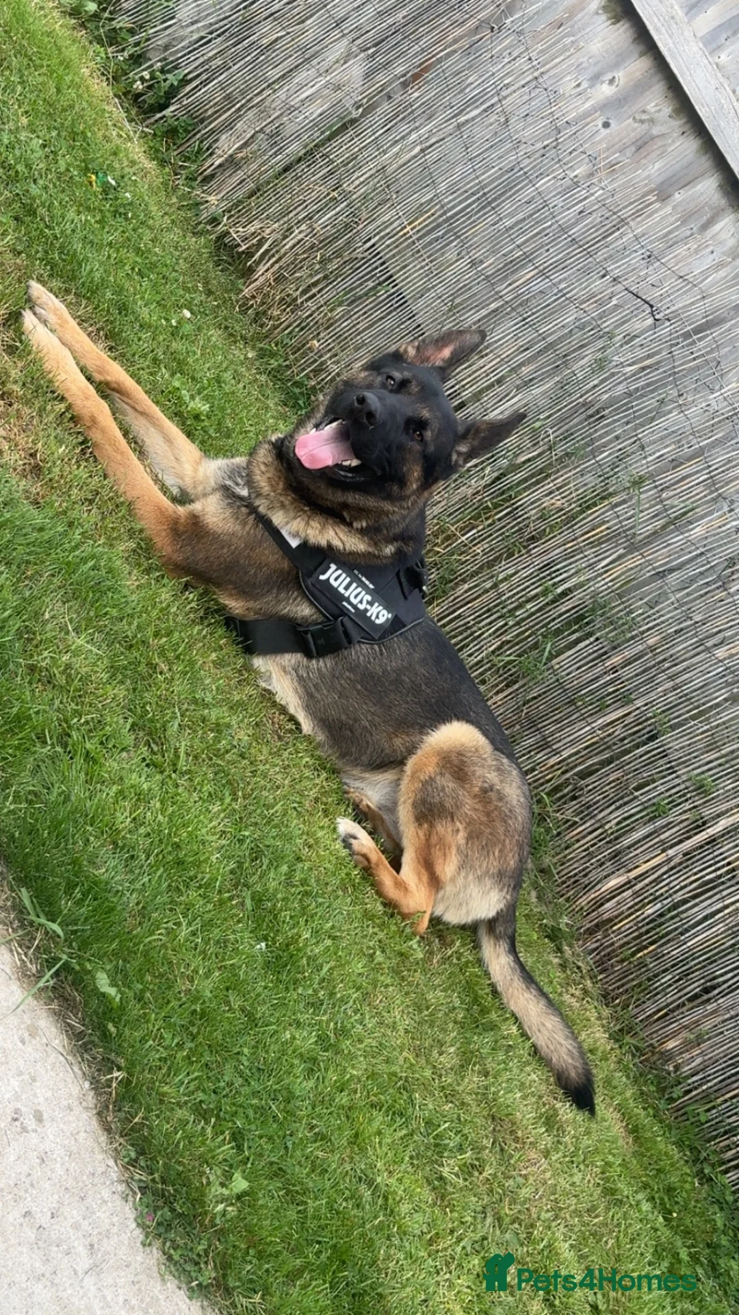 German Shepherd dogs for sale: German Shepherd  in Wrexham - Advert 2