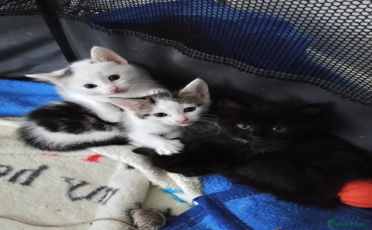 European cats - Advert 1