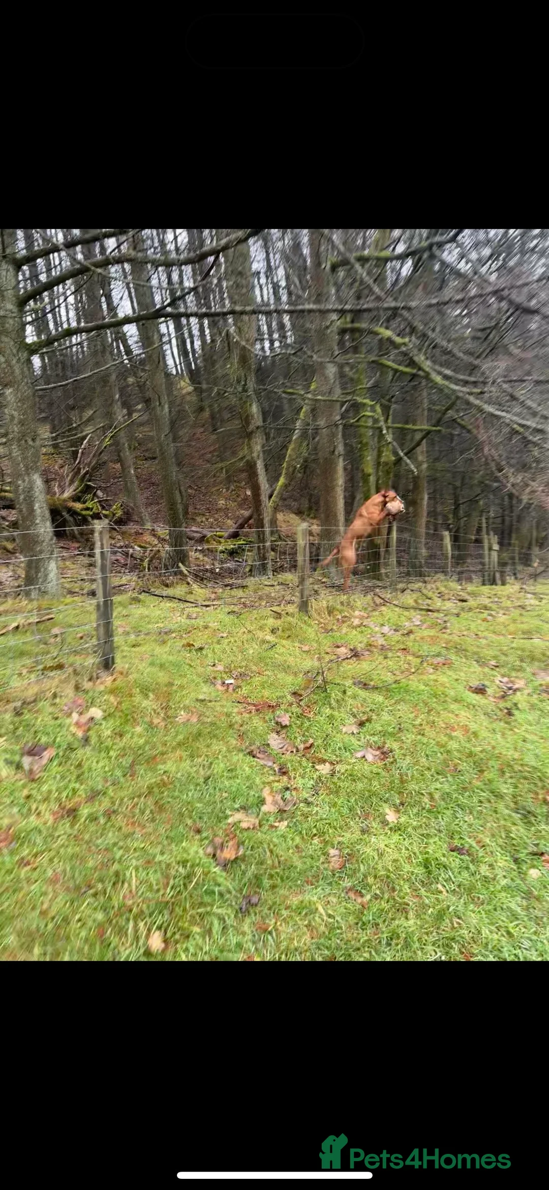 Labrador Retriever dogs for stud: ✨PROVEN FULLY HEALTH TESTED WORKING RED LABRADOR✨ in Hawes - Advert 25