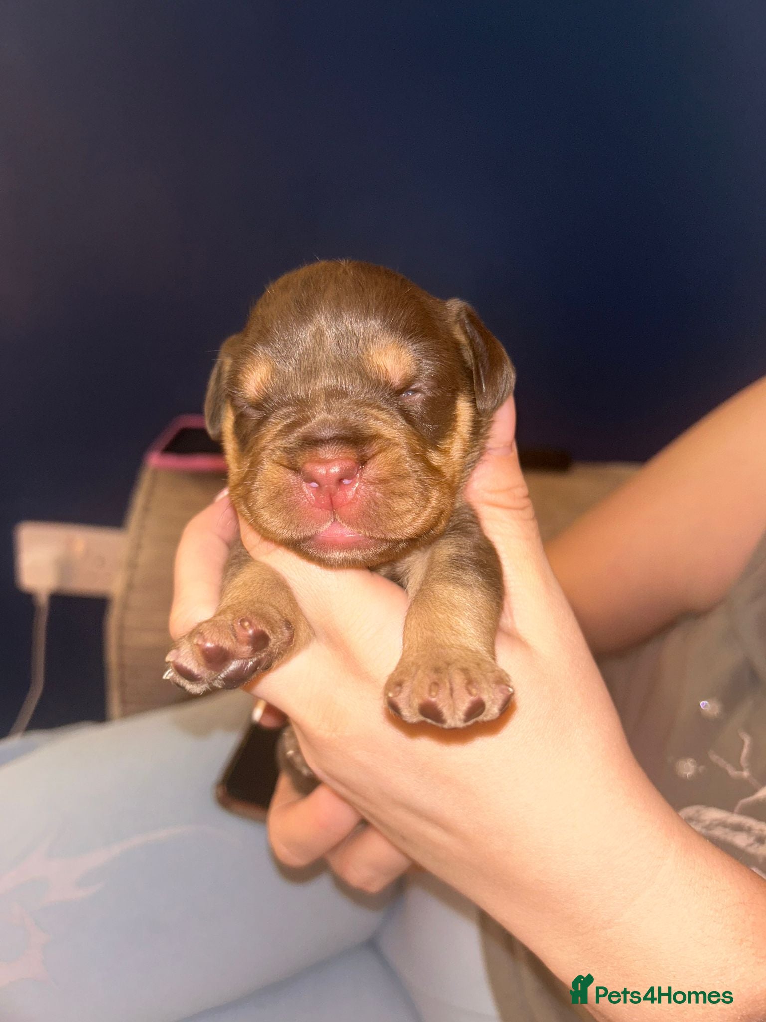 Mixed Breed dogs Cockerbull puppies born 16th March  - Advert 3