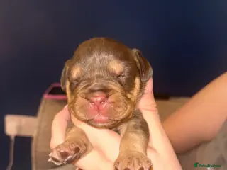 Mixed Breed dogs Cockerbull puppies born 16th March - Advert 3