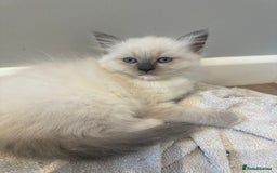 Ragdoll cats for sale: Stunning mink Ragdoll baby’s! 🩶🐱🩶 - Image 14
