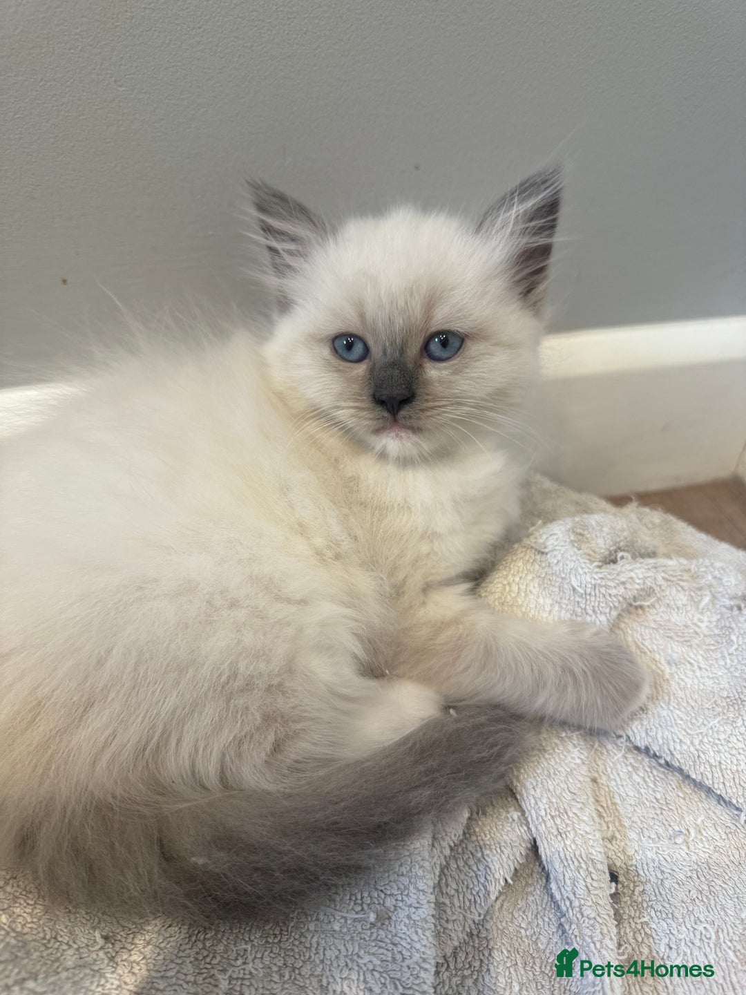 Ragdoll cats for sale: Stunning mink Ragdoll baby’s! 🩶🐱🩶 - Image 14