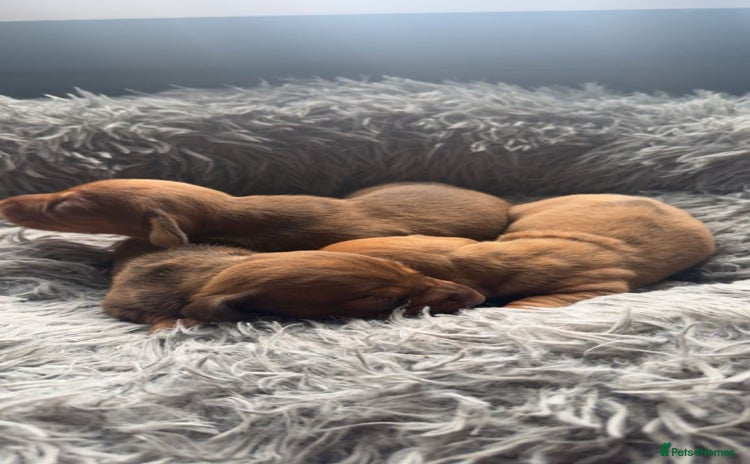 Miniature Dachshund dogs - Advert 6