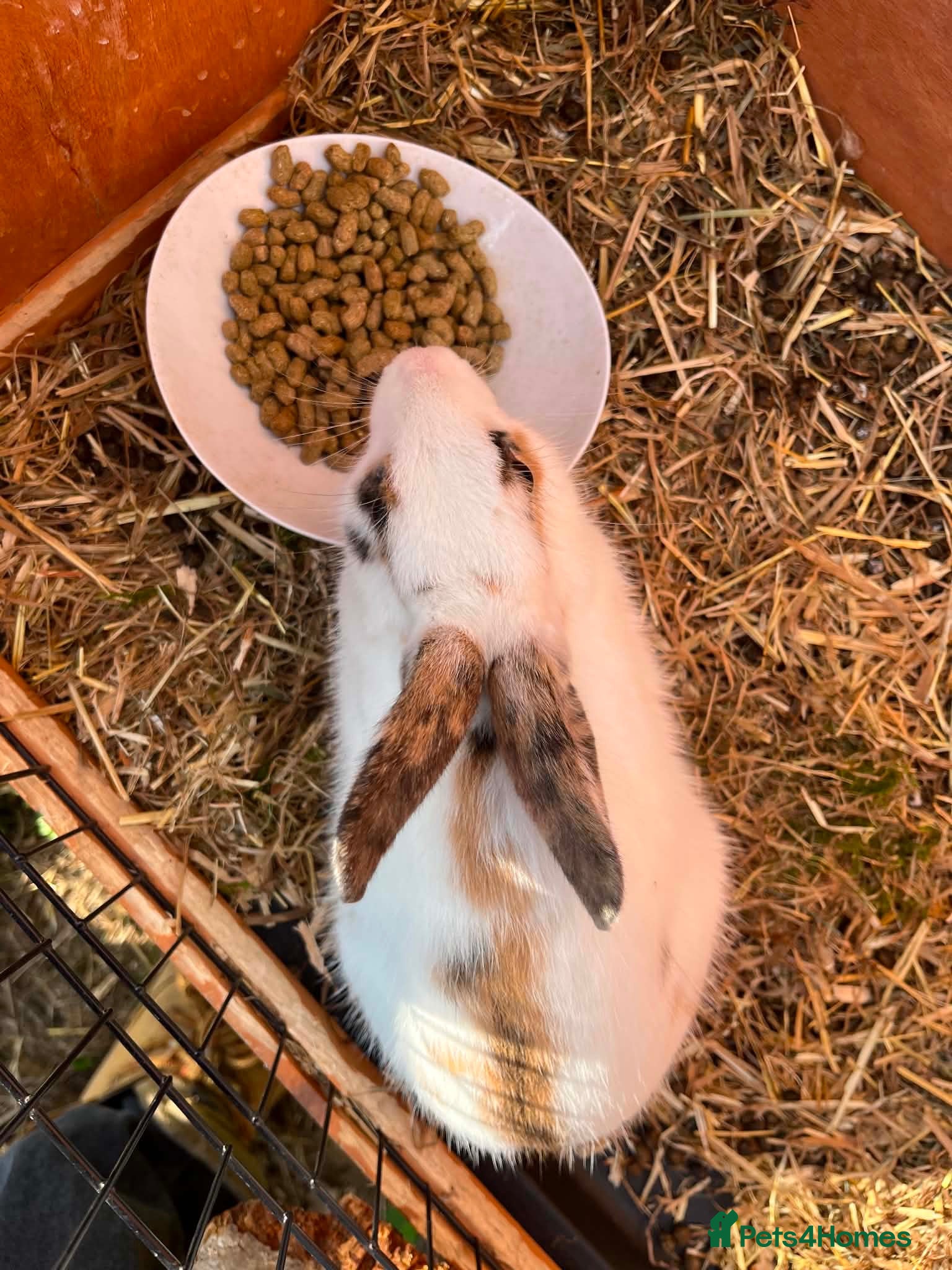 Mixed Breed rabbits Male rabbit for sale  - Advert 1