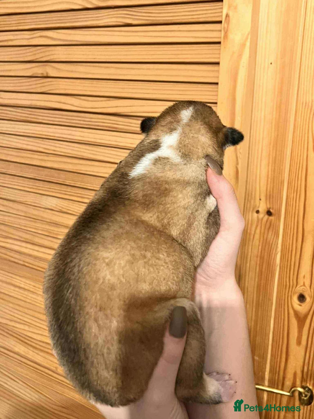 Siberian Husky dogs for sale: Siberian Husky Puppies - Advert 7