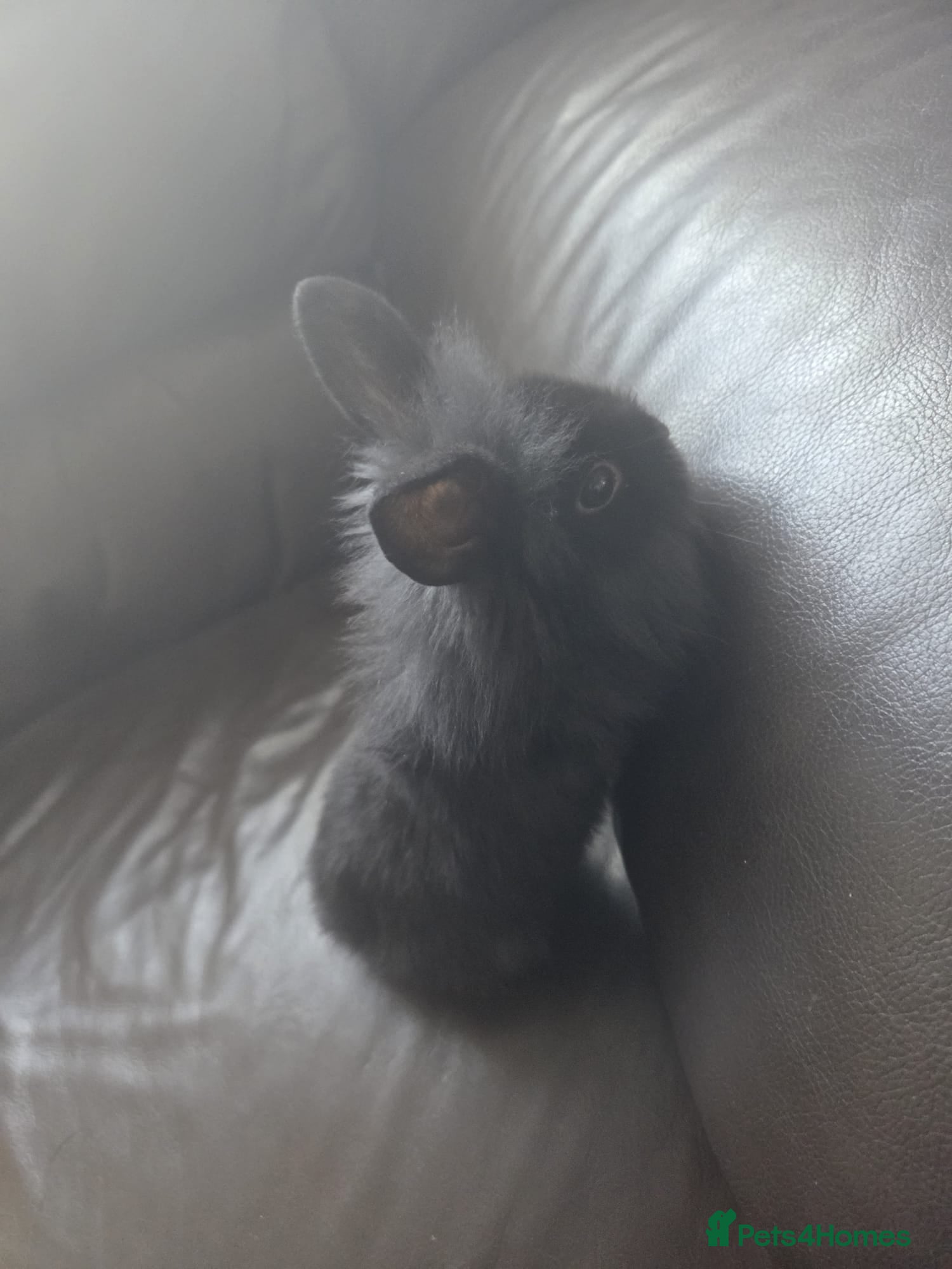 Mixed Breed rabbits 4 Baby (2 black) bunnies looking for forever homes - Advert 2