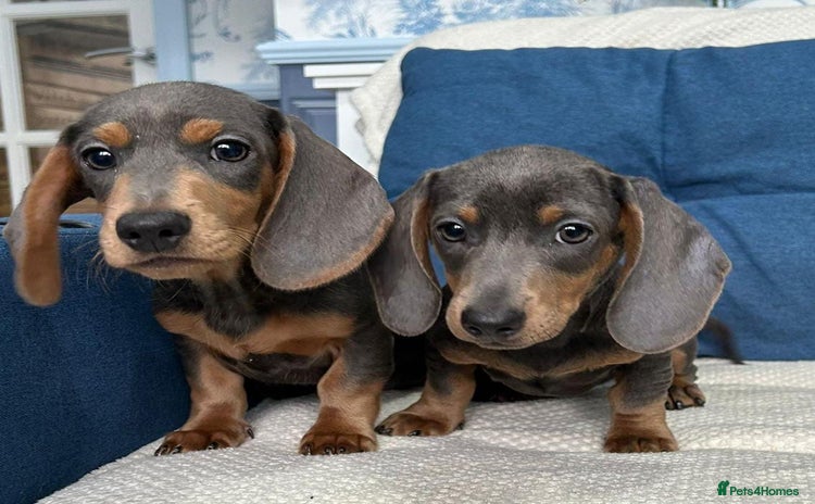 Dachshund dogs - Advert 15