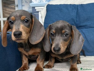 Dachshund dogs - Advert 2