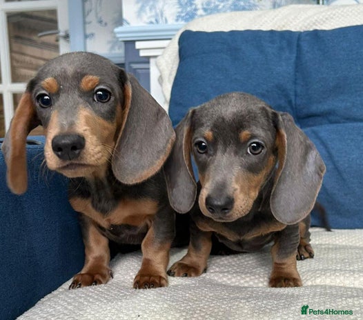 Dachshund dogs - Advert 1