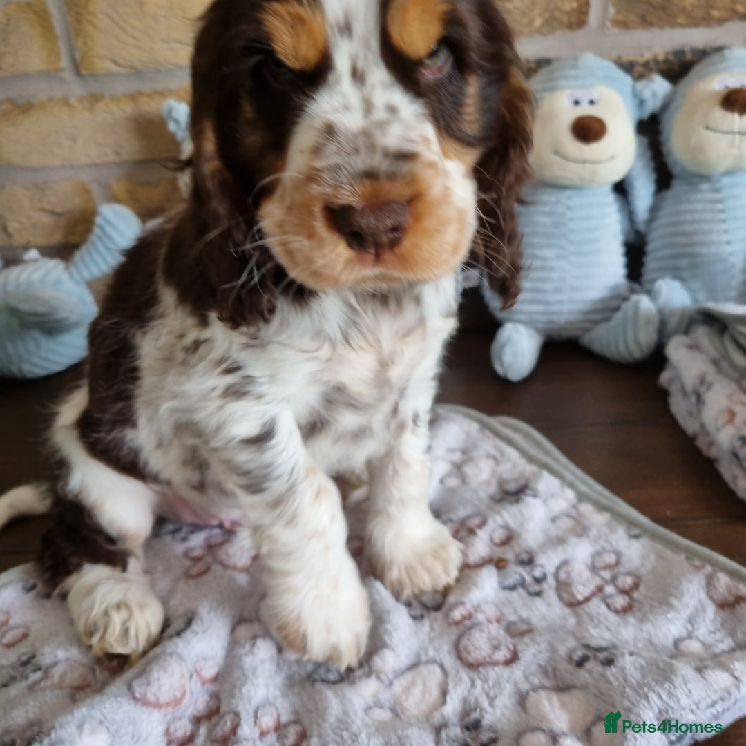 Cocker Spaniel dogs for stud: SHOW COCKER SPANIEL 🐕 health tested stud  in Brentwood - Advert 36